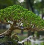 Harga Bonsai Beringin Putih